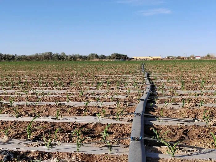 公司高质量完成内蒙古自治区高标准农田招标代理项目 实现农业领域业务突破 公司高质量完成内蒙古自治区高标准农田招标代理项目 实现农业领域业务突破